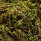 Artificial Moss : 60g Artificial Green Fake Moss for Crafts Decorative Artificial Faux Moss for Plant Craft Flower Garden Wedding Christmas Table Centerpieces Decor